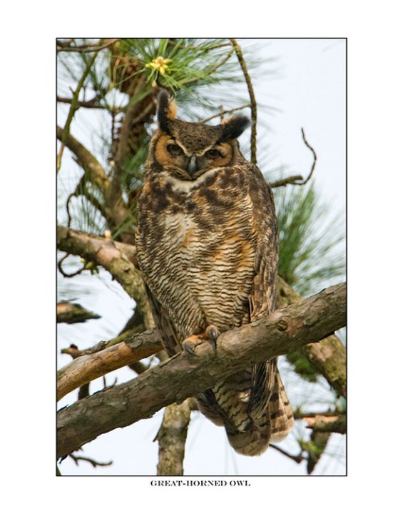 7791 great horned owl.jpg